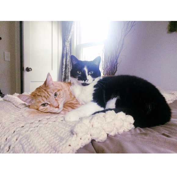 Cats! - Picture 2 of 9